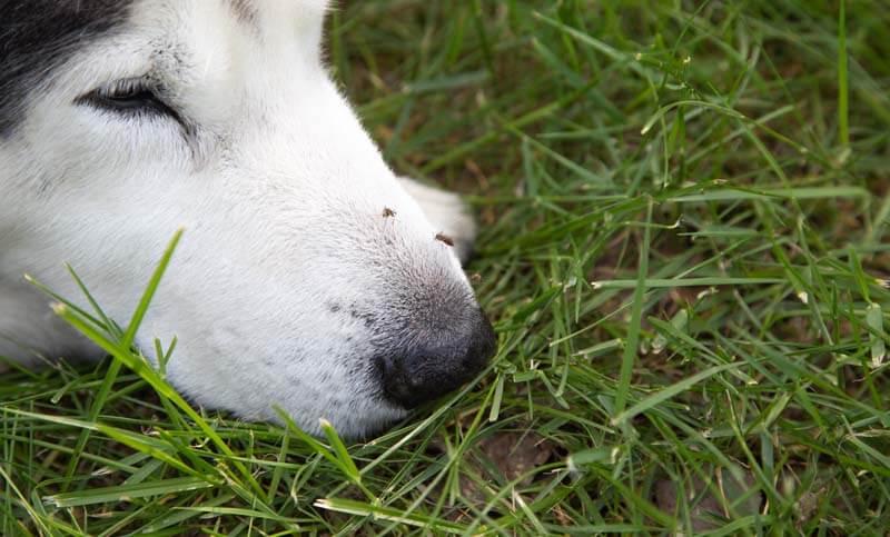 Herzwürmer beim Hund – Wie gefährlich sind sie und wie kann ich meinen Hund schützen?